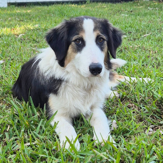 Colliesin Archie - Milo
